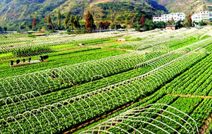 促進(jìn)農(nóng)民增收，打造商標(biāo)品牌